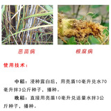 先正达 Liang Shield Essence Cream Cream Bacteria Bacteria Croot внезапно злой кошачья скорость Пестициды Бьяки Пестициды