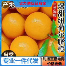 【活动款】正宗纽荷尔脐橙现摘平替赣南脐橙对接电商直播源头直发