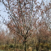 重庆贵州四川美人梅12公分美人梅15公分美人梅18公分美人梅20公分