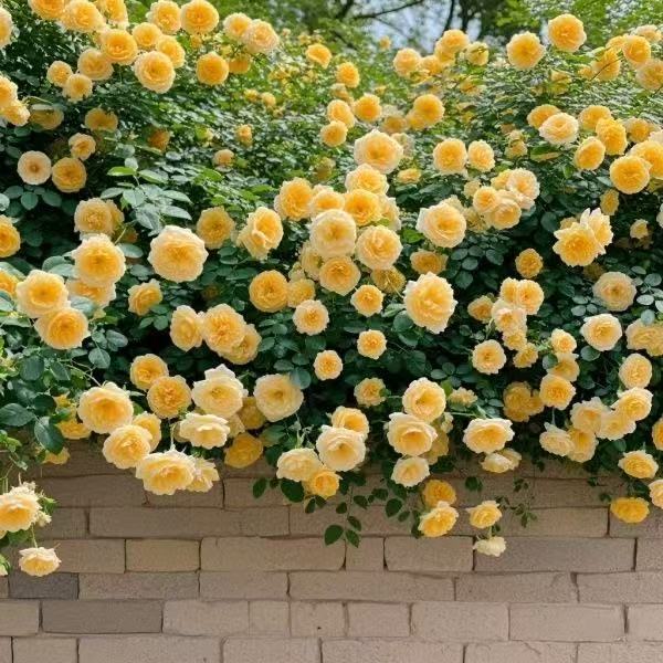 61f4f3084da4fe292e04d655e4e564