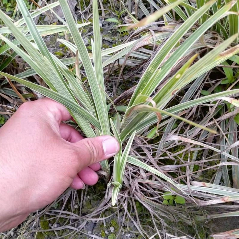 База Оптовая Серебряный край пшеницы Зимняя трава Декоративные растения Применимо к цветок и лист Ландшафтный сайт