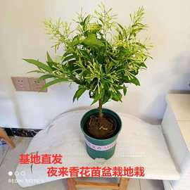 夜来香花树苗盆栽植物四季好养植物开花卉独杆老桩阳台庭院夜来香