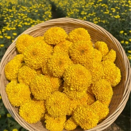 花果茶;代用/养生茶;绿茶