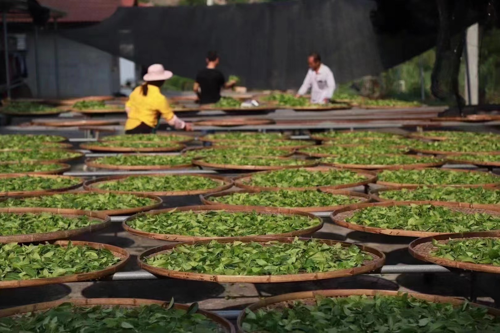 漳平水仙百年老枞荒野茶花香醇厚枞韵甘爽传统紧压工艺茶500克茶-阿里巴巴