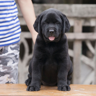 �Ϻ�Ȯ�ᷱ�����N�pѪ�yِ����������Ȯ�̰���Ȯ���w���ﹷ������