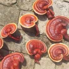 ɽ�|���`֥��߅�L���^�pș�Ŀ��в�a��؛Դһ�փr��