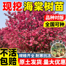 海棠树苗庭院地栽西府垂丝海棠树耐寒冻北方种植盆栽花卉风景树
