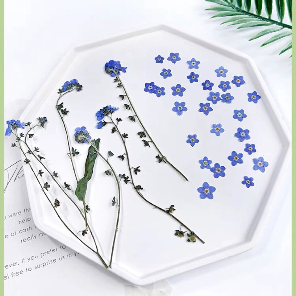 Модные незабудки, настоящие сушеные цветы, набор прессованных цветов, образец растения, популярные аксессуары для дизайна ногтей из смолы, прессованные цветы, материалы для самостоятельного изготовления