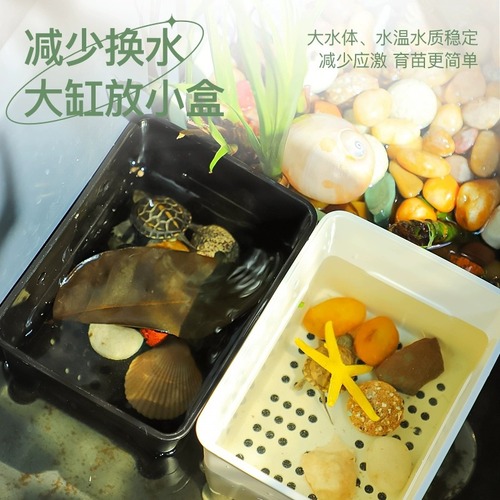 Small turtle isolation box, turtle seedlings, black and white hair color box, guppy fry, fish tank breeding box, multifunctional breeding box