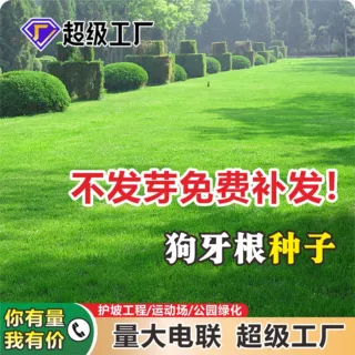 批发狗牙根种子百慕大草籽带壳脱壳包衣护坡绿化工程草坪种子