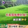 百慕大护坡工程脱壳草籽