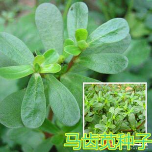 �R�X�{�N�� ���m�M�� ��ɫҰ���߲˷N�� �����B���ز� ͥԺ�̨