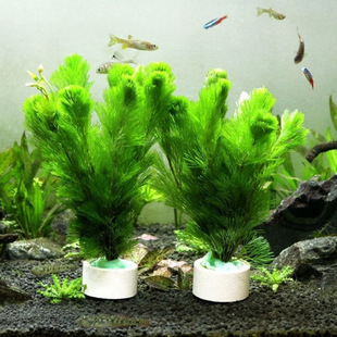 Aquatic Plant Package Is Easy to Maintain and Durable, Real Aquatic Plants, Green Chrysanthemum, Large Leaf Green Nine-Crown Fish Tank, Aquatic Plant Landscaping, Cross-Border E-Commerce