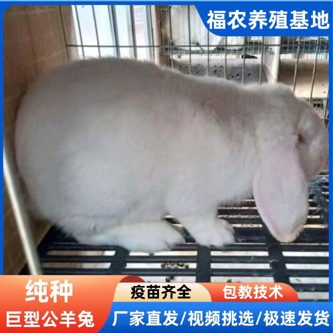 Где найти дешевых гигантских кроликов-самцов в живом виде в Шаньдуне, Китай, оптом посадки чистокровных французских кроликов-самцов.