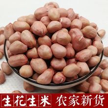 生花生米2023年新鲜白沙花生农家自产新货大粒花生批发去壳干花