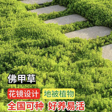 黄金佛甲草地被植物耐旱庭院室外造景花镜绿植园林绿化四季常绿