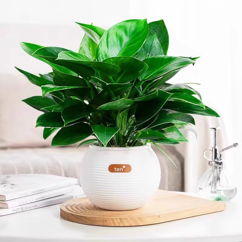 25-30cm 황금 다이아몬드 3개 + 가로 줄무늬 볼 포트 + 영양액