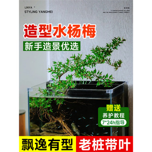 ˮ��÷ֲ��ˮ���~���쾰ˮ��ˮɼ�h֦�Ϙ�Ϫ����ˮ����ľ���~���B