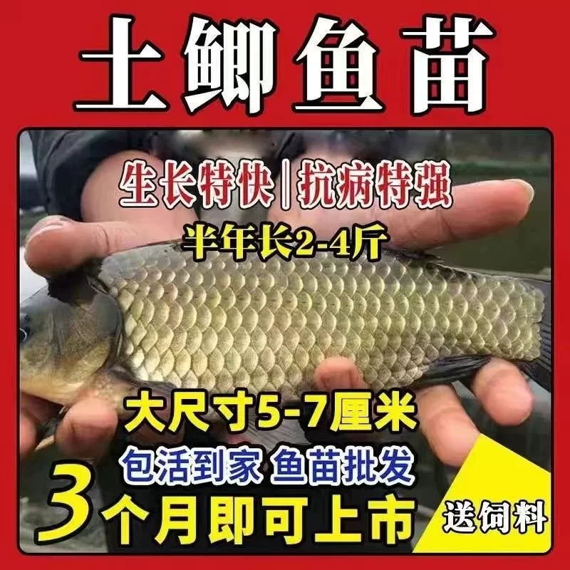 Жонке №5 крупный карась для пресноводного рыбоводства, мягкохвостый карась, золотой карась, дешевый карась, упаковка для выращивания молоди карася.