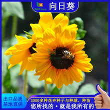 廠家批發太陽花向日葵種子室內外庭院四季播種金色易活花種子花籽