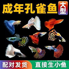 厂家直销【首单直降】孔雀鱼鱼苗观赏鱼纯种热带小型淡水好养耐活