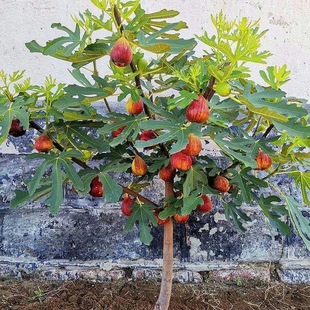 Fig Tree Seedlings, Poji Red, Large Potted or Ground Planting, Dwarf Fruit Seedlings, Suitable for Both Northern and Southern Regions, Bear Fruit in the Same Year, Cold-Resistant