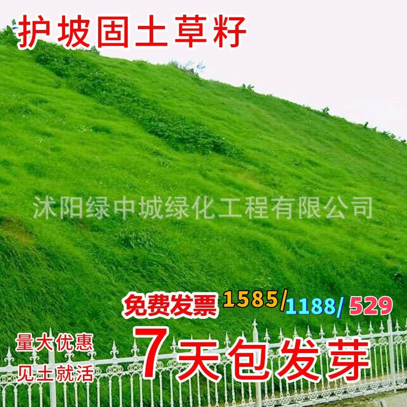 Газон Sod Семена Evergreen All Seasons Озеленение Бермудских Корней Райграсс Ковер Трава Высокая Овсяная Защита Склона Семена Травы