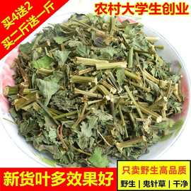 野生鬼针草天然新货中药材三叶鬼针草茶干品包邮有叶有杆500g250g