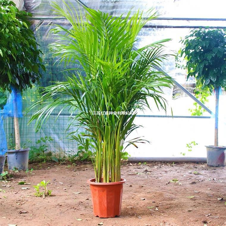 Potted Plants with Green Foliage, Potted Money Tree, Potted Money Plant, Potted Ficus Lyrata Potted Plants with Green Foliage, Potted Money Tree, Potted Money Plant, Potted Ficus Lyrata