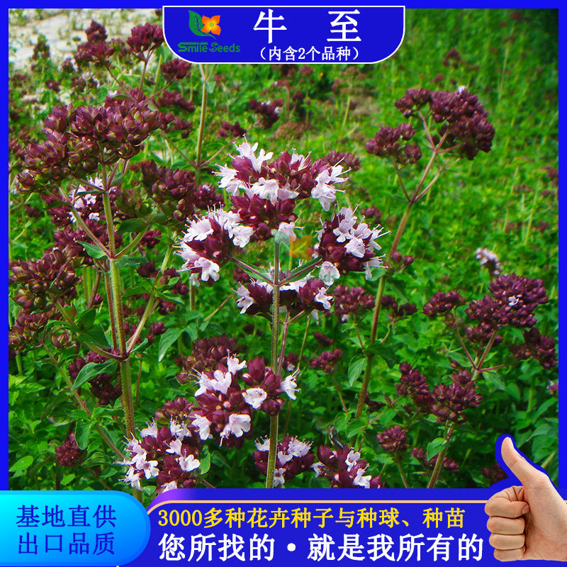 American sweet cattle to seed engineering green landscape garden…