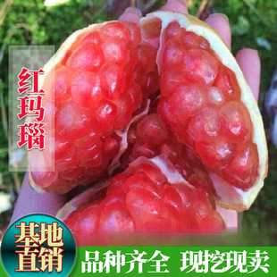 �t���ʯ�����o�ѹ��� �����Ϸ������Nֲ���Ե���ˮ������Y��