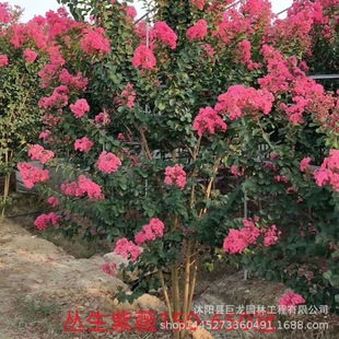 Flower Seedlings, Shrubs, Red-Flowered Crape Myrtle Saplings, Large-Flowered Crape Myrtle, Small-Leaf Crape Myrtle, Complete Varieties and Prices