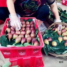 (空运包邮)现摘新鲜无花果现发大果天然孕妇水果红皮整箱无花
