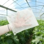 保护透气防虫露天套袋