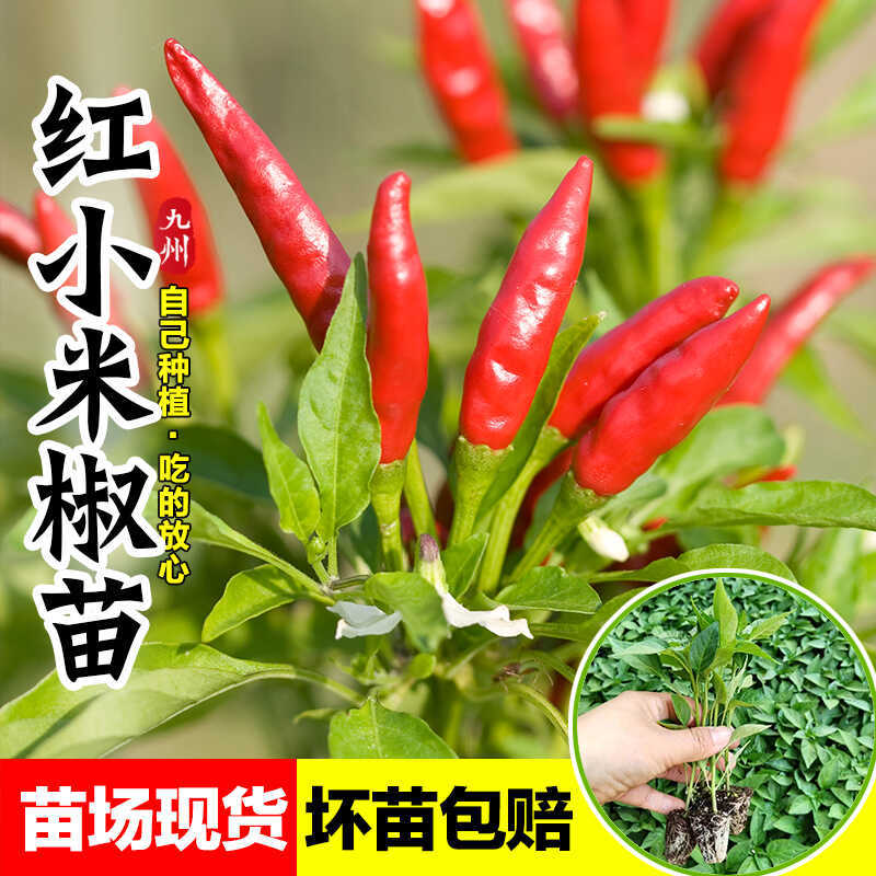 20 super spicy millet and pepper seedlings for vegetable garden planting