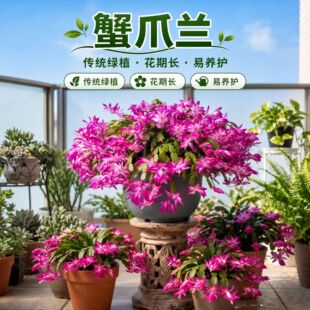 зצ�m���Ԏ�������ɫ�ذ�Gֲ���҃��̨�ļ��_�����辰�зצɏ