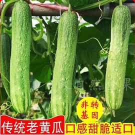 传统老黄瓜种子脆甜水果黄瓜籽老品种春秋季农家盆栽蔬菜种子