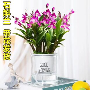 ������ˮʯ���m���Ԏ�����ˮ��ֲ��ʯ���m�绨��ֲ���҃ȾGֲ���B