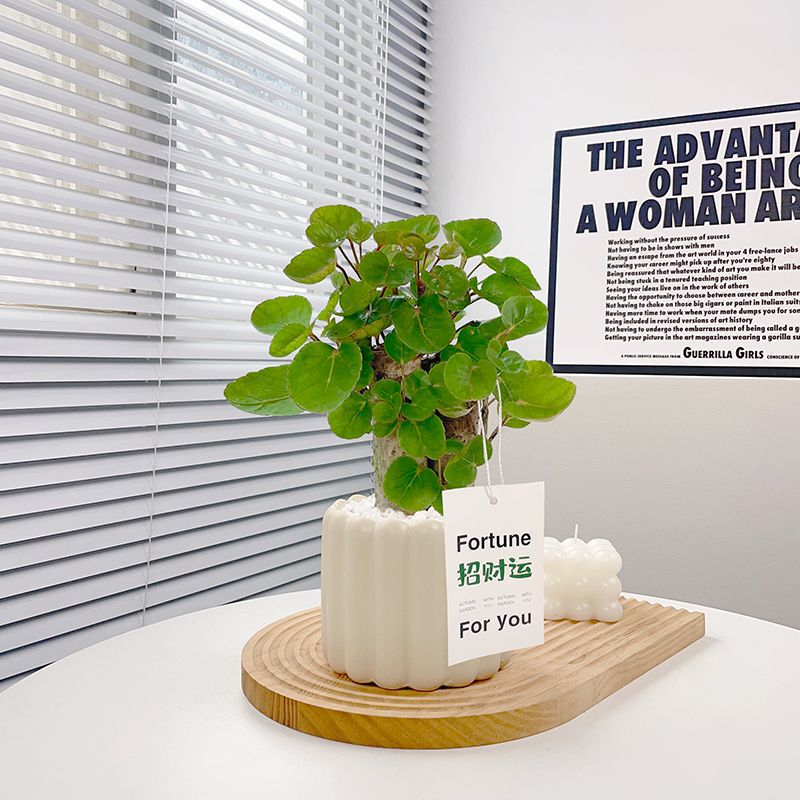 Money Tree, Money Tree Potted Plant, Indoor Green Plant, Fortune Plant, Purifies Air, Removes Formaldehyde, Easy to Feed Bonsai for Lazy People