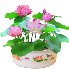 四季播种莲子种子已开口水培植物荷花种籽室内外盆栽莲花种子批发