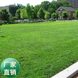 种子;草种子;草坪