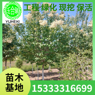 Buxus Syringa Clump Lilac 5-10cm Lilac Seedlings Nutrition Cup Lilac