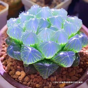 Succulent Small Potted Plant Blue Mirror Jade Dew Crystal Jade Dew Rare Plant Treasure Lotus Lamp Jade Dew Office Desktop Amazon