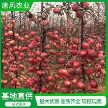 柱状苹果南北方园林种植挂果 盆栽苹果树润太一号 根系发达苹果树