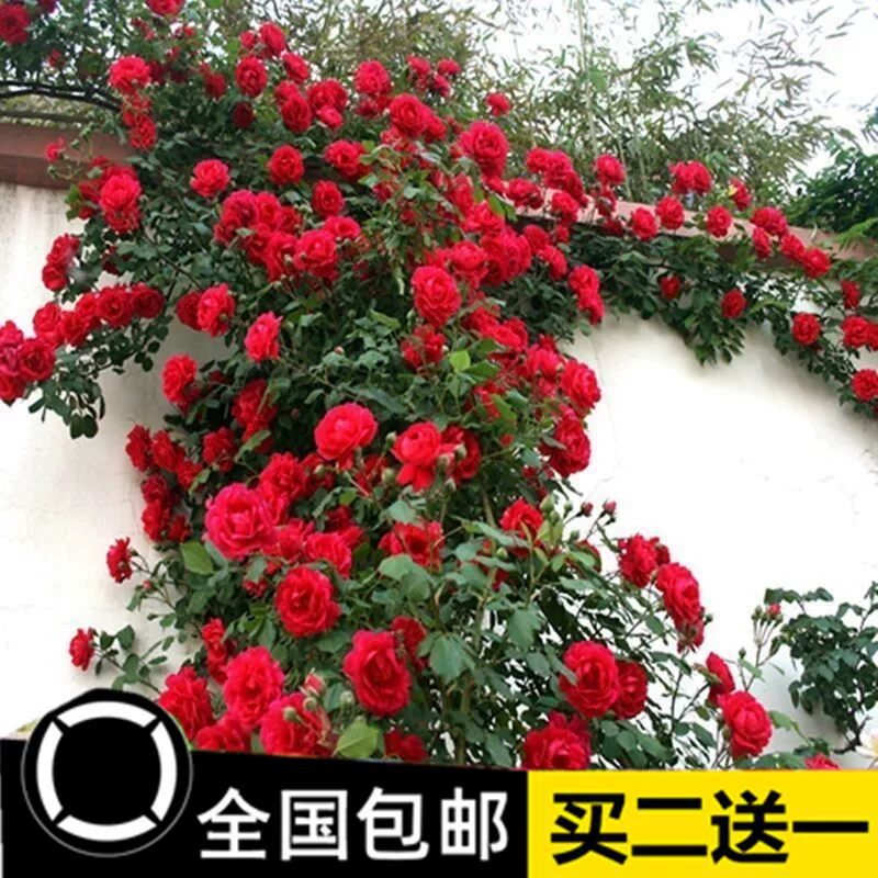 Рассада розы вьющиеся розы большой цветок Лучжоу-аромат вьющиеся розы во дворе четырехсезонные цветы морозостойкие термостойкие уличные растения в горшках