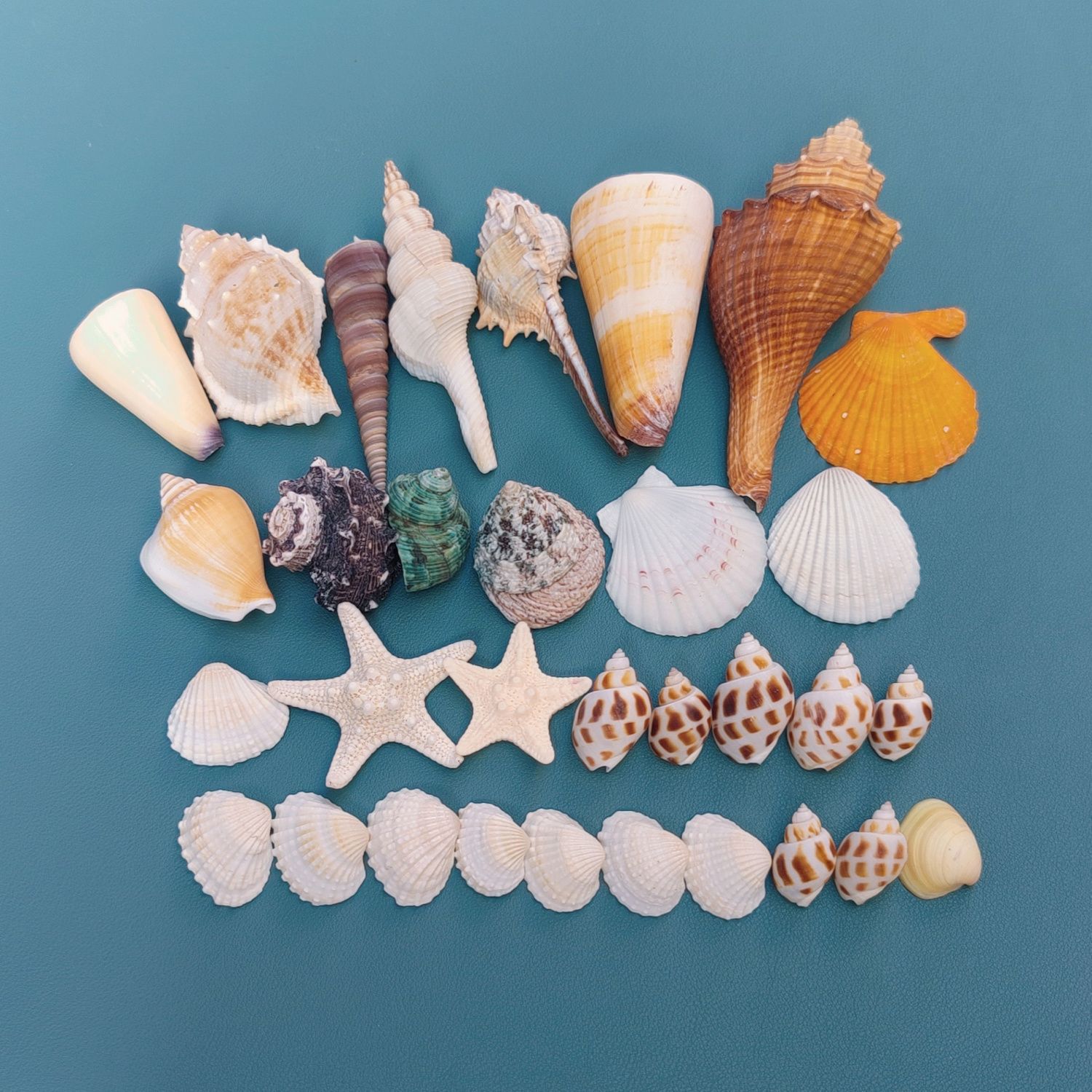 Conchas naturales, estrellas de mar, acuario, paisajismo, decoración, cangrejo de huésped, artesanía de cambio de conchas, coleccion de pequeños regalos