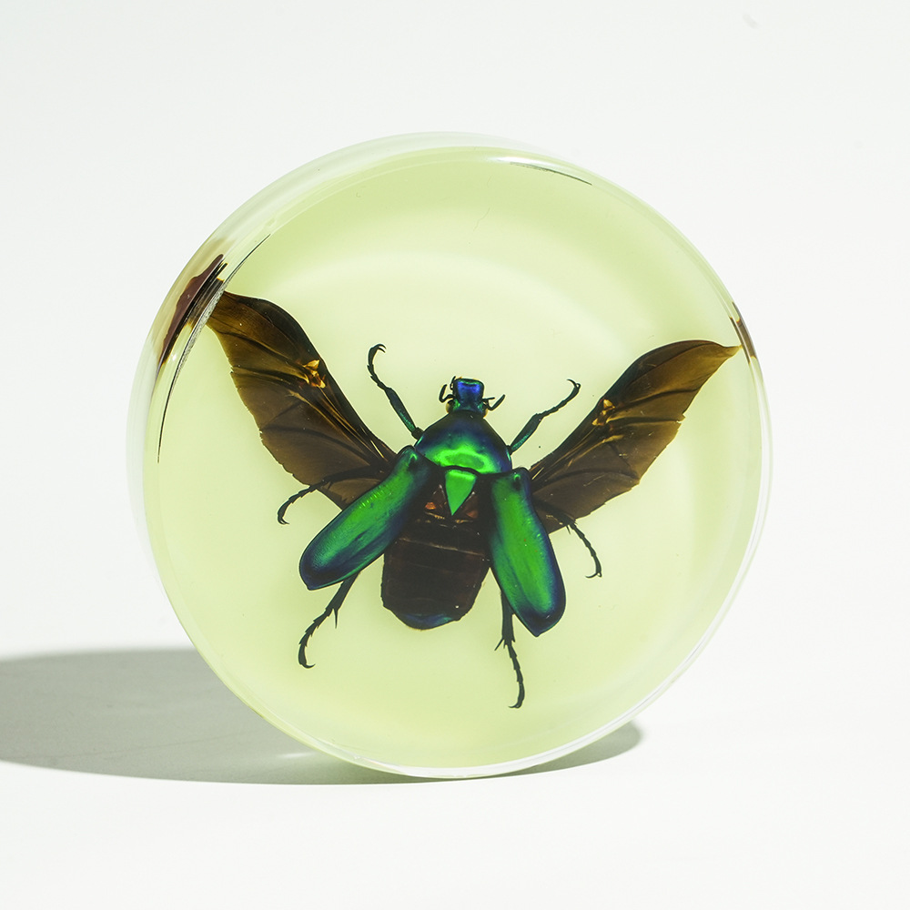 Luminous at night] scarab beetle spreads its wings