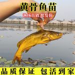 黄骨鱼苗黄颡鱼苗淡水养殖黄辣丁鱼苗黄鸭叫黄丫头昂刺鱼苗批发
