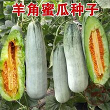 羊角蜜甜瓜种子 高产冰糖心羊角酥香瓜甜瓜四季优选优质良种子