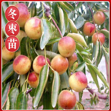 ���ع�����������޽�մ����������������������ϱ����Nֲ������